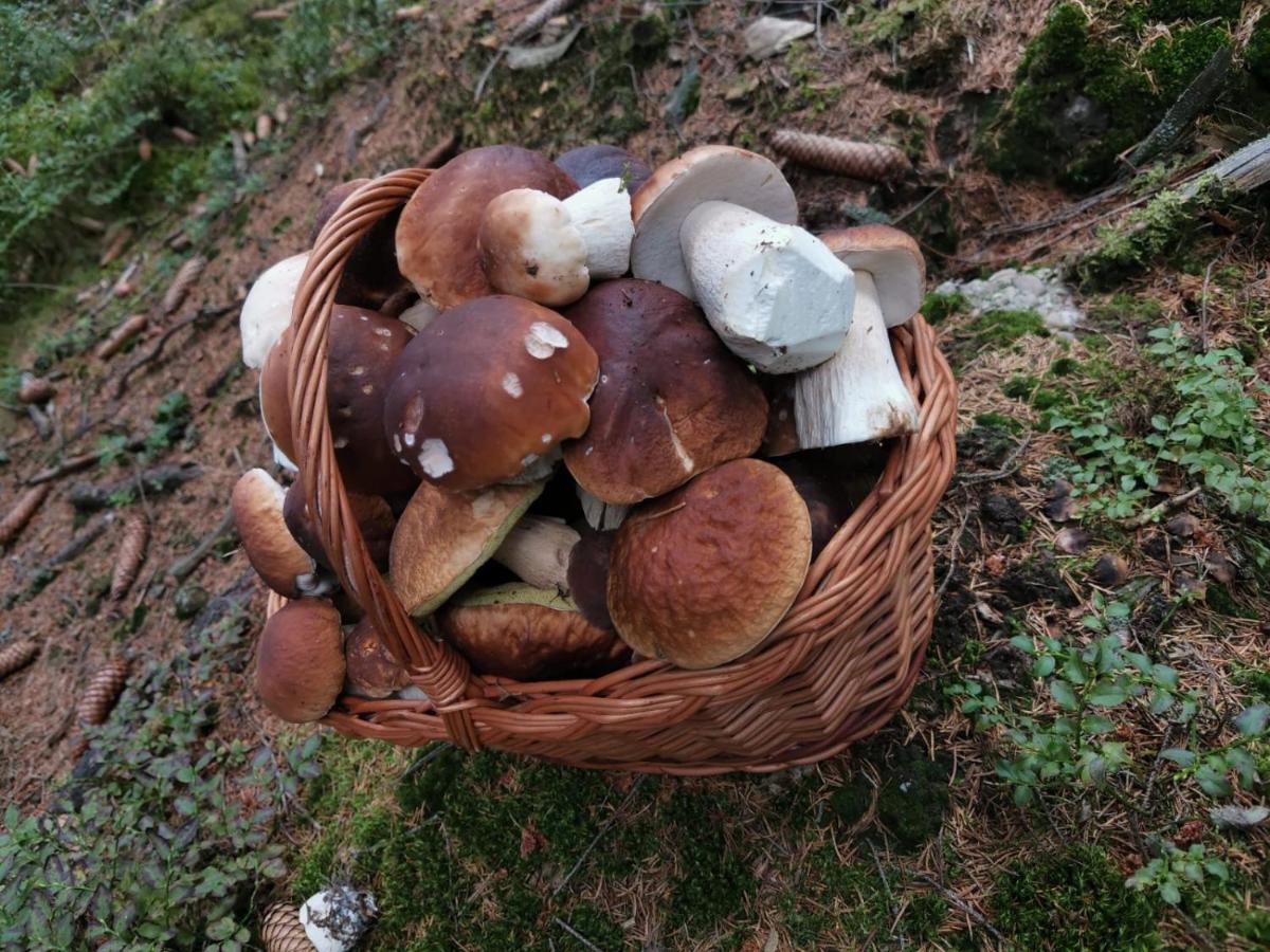 Affittacamere U Pejska A Kocicky