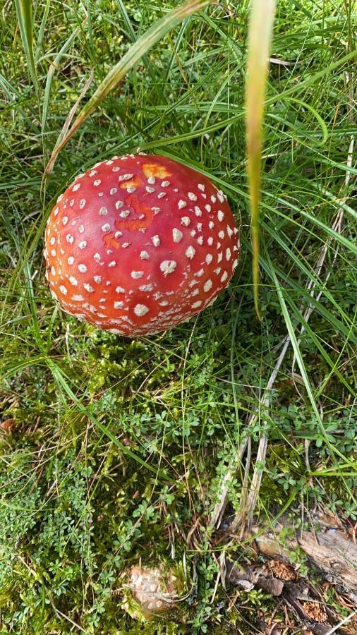 Affittacamere U Pejska A Kocicky 3*
